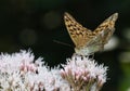 A Silver-washed Fritillary Butterfly, Argynnis paphia, nectaring on a pink flower.