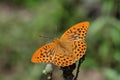 Male silver-washed fritillary (Argynnis paphia). Royalty Free Stock Photo