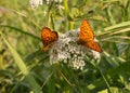 Silver-washed fritillary butterfly -Argynnis paphia- with open wings sunbathing on a white field flower. Two butterflies