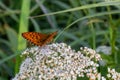 Silver-washed fritillary butterfly -Argynnis paphia- with open wings sunbathing on a white field flower. Two butterflies Royalty Free Stock Photo