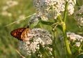 Silver-washed fritillary butterfly -Argynnis paphia- with open wings sunbathing on a white field flower. Two butterflies Royalty Free Stock Photo