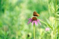 Silver Washed Fritillary Butterfly (Argynnis paphia) an Orange & Black Butterfly Sits on a Magnus Coneflower Closeup Macro Royalty Free Stock Photo