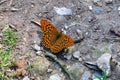 Silver-washed Fritillary Butterfly - Argynnis paphia Royalty Free Stock Photo