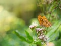 Silver-washed fritillary butterfly Argynnis paphia sitting on hemp-agrimony plant Royalty Free Stock Photo