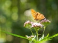 Silver-washed fritillary butterfly Argynnis paphia sitting on hemp-agrimony plant Royalty Free Stock Photo