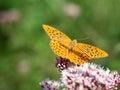 Silver-washed fritillary butterfly Argynnis paphia sitting on hemp-agrimony plant Royalty Free Stock Photo