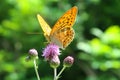 Silver-washed fritillary butterfly Argynnis paphia sitting on a purple thorny thistle flower. Wings deep orange color, spotted. Royalty Free Stock Photo