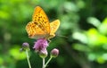 Silver-washed fritillary butterfly Argynnis paphia sitting on a purple thorny thistle flower. Wings in orange color, spotted. Royalty Free Stock Photo
