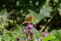 Silver washed fritillary butterfly Argynnis paphia sitting on a thistle Royalty Free Stock Photo