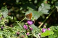 Silver washed fritillary butterfly Argynnis paphia sitting on a thistle Royalty Free Stock Photo