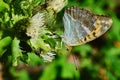 Silver-washed fritillary butterfly Argynnis paphia sitting on thistle flower, collecting nectar Royalty Free Stock Photo