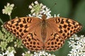 Silver washed fritillary butterfly. Argynnis paphia Royalty Free Stock Photo