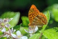 Silver-washed Fritillary Butterfly - Argynnis paphia with wings raised. Royalty Free Stock Photo