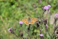 Silver-washed fritillary butterfly on blooming purple thistles