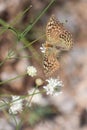 Silver-Washed Fritillary Butterfly with Broken Wing Royalty Free Stock Photo