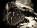 Silver washed fritillary butterfly close up in monochrome Royalty Free Stock Photo