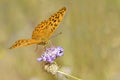 Silver-washed Fritillary butterfly on flower Royalty Free Stock Photo