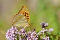 Silver-washed Fritillary butterfly on flower Royalty Free Stock Photo