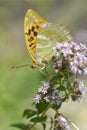 Silver-washed Fritillary butterfly on flower Royalty Free Stock Photo