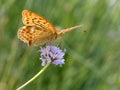 Silver-washed Fritillary butterfly on flower Royalty Free Stock Photo