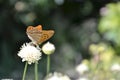 Silver-washed fritillary butterfly on the flower Royalty Free Stock Photo