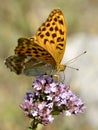 Silver-washed Fritillary butterfly on flower Royalty Free Stock Photo