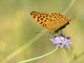 Silver-washed Fritillary butterfly on flower Royalty Free Stock Photo