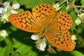 Silver-washed Fritillary Butterfly, Guadarrama National Park, Spain Royalty Free Stock Photo