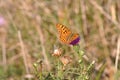 Silver-washed fritillary butterfly Royalty Free Stock Photo