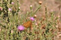 Silver-washed fritillary butterfly Royalty Free Stock Photo