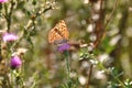 Silver-washed fritillary butterfly Royalty Free Stock Photo