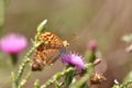 Silver-washed fritillary butterfly Royalty Free Stock Photo