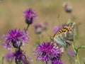 Silver-washed fritillary butterfly sitting on a blooming thistle Royalty Free Stock Photo