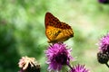 Silver-washed fritillary