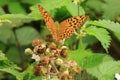 Silver Washed Fritillary - Holt Country Park