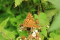 Silver Washed Fritillary - Holt Country Park