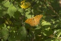 Silver-washed Fritillary female butterfly basking Royalty Free Stock Photo