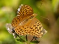 Silver-washed fritillary on a flower of a peppermint Royalty Free Stock Photo