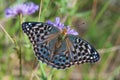 Silver-washed Fritillary form valesina