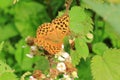 Silver Washed Fritillary - Holt Country Park