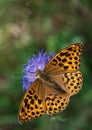 Silver-washed Fritillary on a Knautia flower Royalty Free Stock Photo