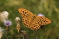 Silver-washed Fritillary - latin name Argynnis Paphia, male. Orange Butterfly. Royalty Free Stock Photo