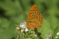 Silver-washed Fritillary male butterfly on Bramble Royalty Free Stock Photo