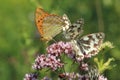 Silver-washed fritillary and marbled whites