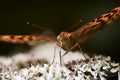 Silver-washed fritillary butterfly or Argynnis paphiaon on flower. Macro insect Royalty Free Stock Photo