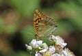 Silver washed Fritillary