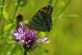 Silver-washed fritillary