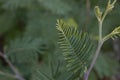 Silver wattle leaf