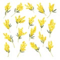 Silver Wattle or Mimosa with Bipinnate Leaves and Yellow Racemose Inflorescences Big Vector Set