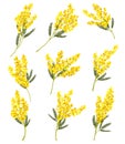 Silver Wattle or Mimosa with Bipinnate Leaves and Yellow Racemose Inflorescences Vector Set